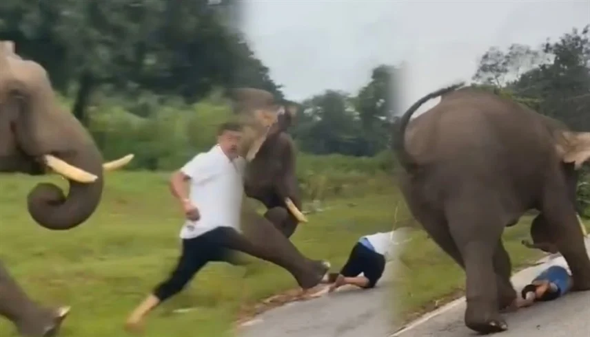 بعد استفزازه بصورة سيلفي.. فيل بري يدهس سائحاً | فيديو