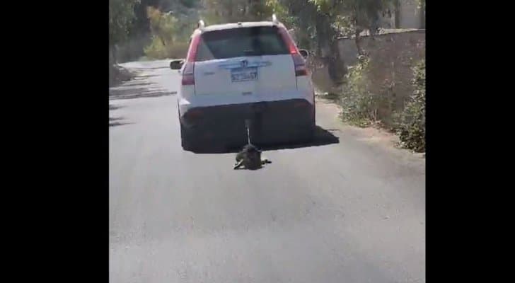 فيديو يثير الغضب في لبنان.. تعذيب كلب بطريقة همجية