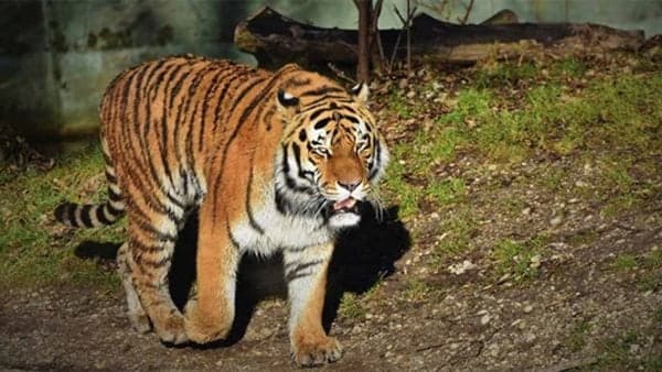 نمر يفترس مدربه أمام زوجته وابنته خلال عرض جماهيري | صورة