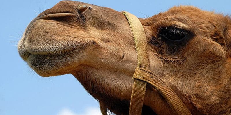 تفسير حلم رؤيا الجمل في منام الرجل