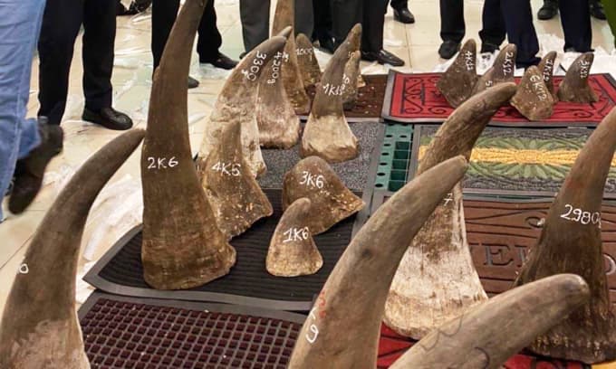 السجن 12 عاماً لتاجر بحيوانات برية
