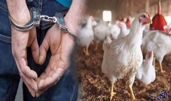 الشرطة الأمريكية تعتقل رجلاً سرق دجاجة حبيبته
