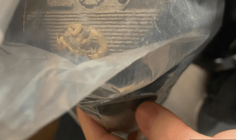 زائر غير متوقع في طرد أحذية