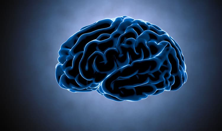 لماذا تتقلص أدمغة الرجال من الصباح حتى المساء؟