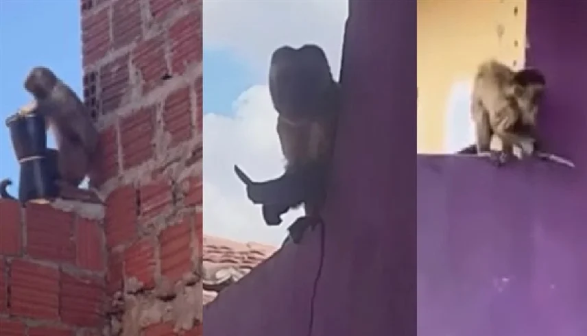 البرازيل.. "القرد السفاح" يرعب بسكينه حياً سكنياً لعدة أيام وينفذ اقتحامات دموية