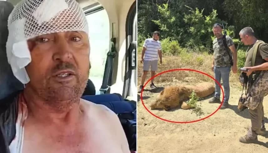 استيقظ من نومه ليجد أسداً فوق رأسه