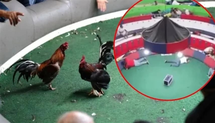 11 قتيلاً في حلبة مصارعة للديوك في الإكوادور | فيديو