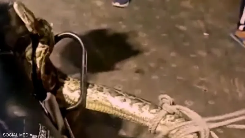 بالفيديو .. ثعبان عملاق يسافر علة متن شاحنة في الهند