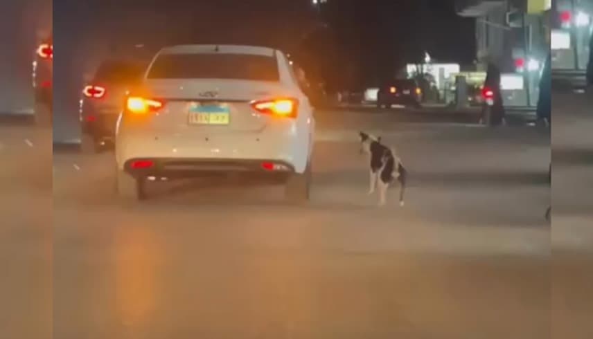 فيديو تعذيب كلب يستنفر السلطات المصرية